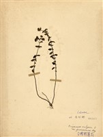 藏品(野薄荷)的圖片